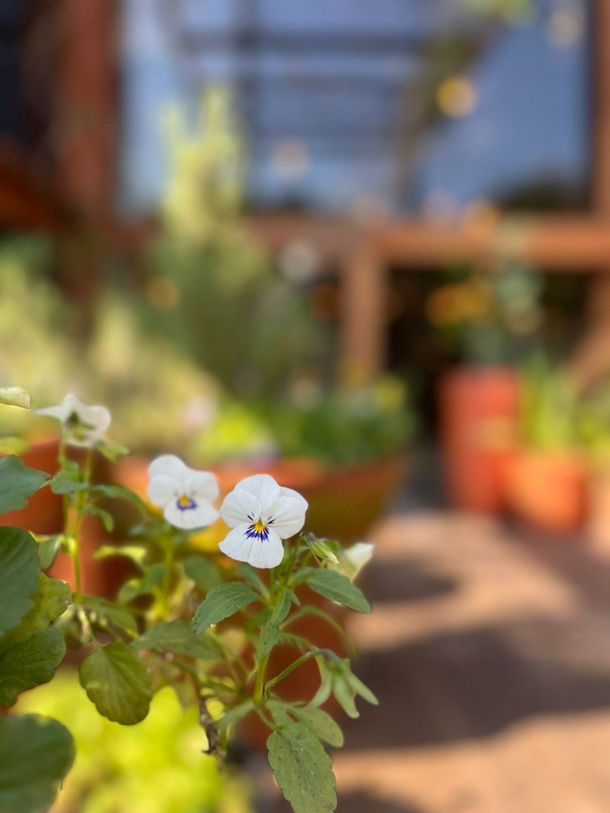 Momentos Olivaz — gal_ajax_20250908165941_14.jpeg