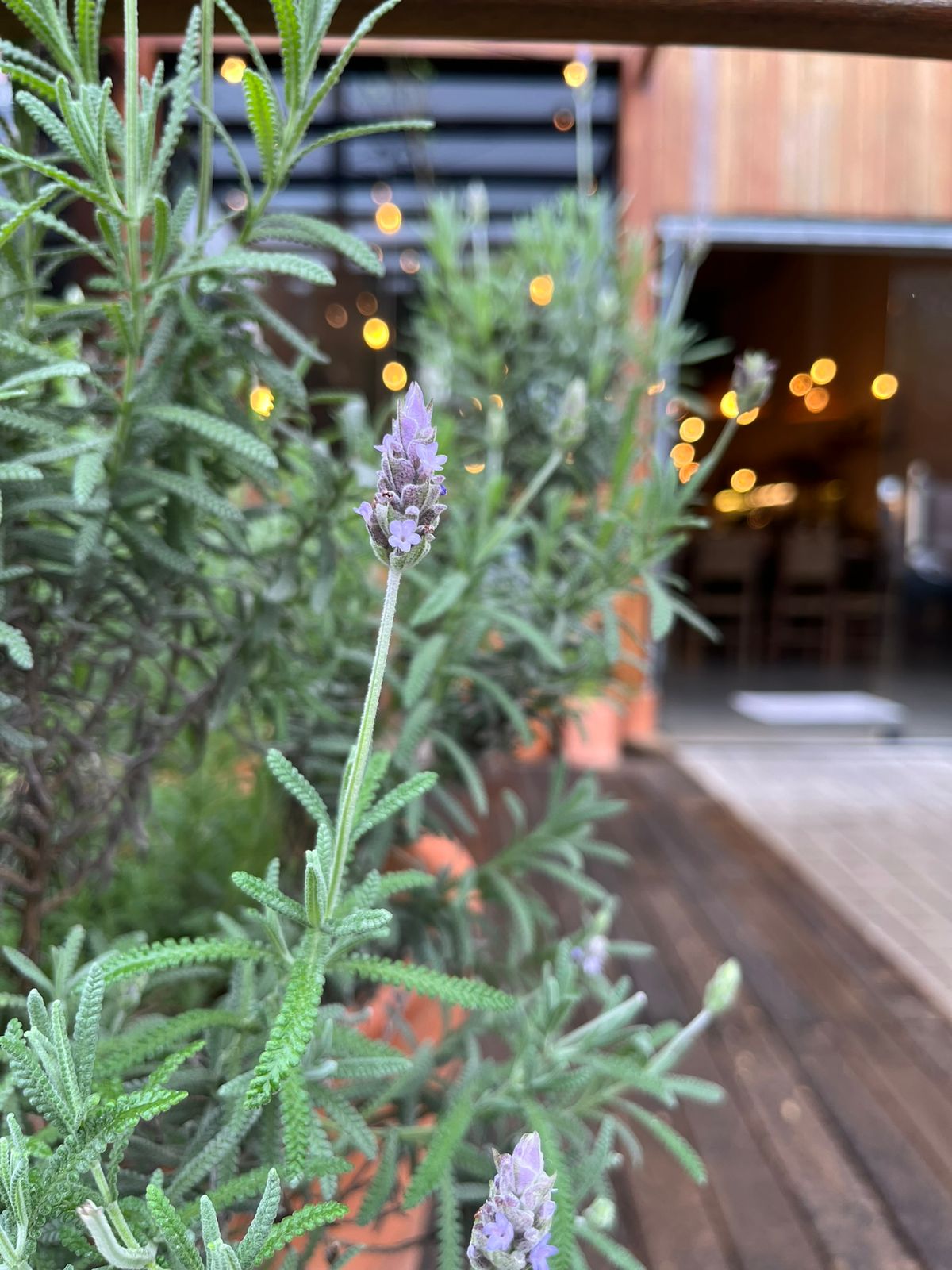 Momentos Olivaz — gal_ajax_20250908165941_2.jpeg